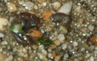 [Mollusk and Parasites a[4].jpg]