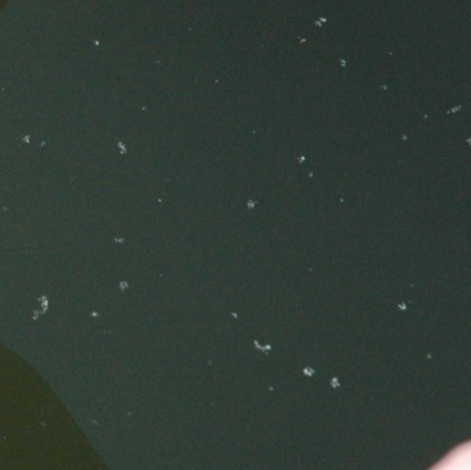[Bugs in the Water[5].jpg]