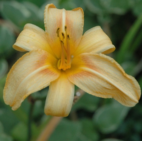 [daylily in bloom1[3].jpg]