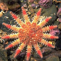 [Common sunstar[2].jpg]