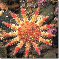 Common sunstar