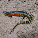 Escorpion Coral