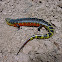 Escorpion Coral