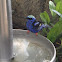 Red-legged Honeycreeper