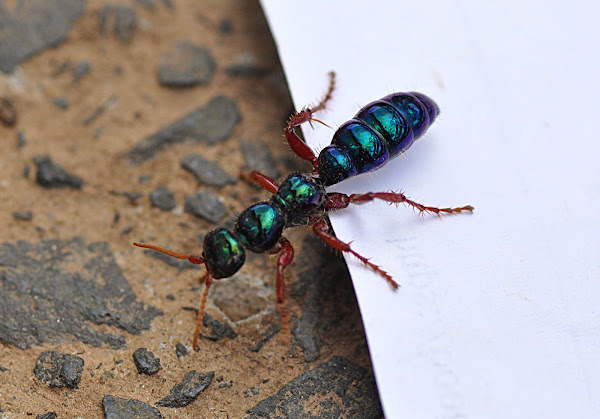 Bluebottle, aka Blue 'ant' wasp | Project Noah