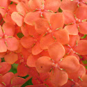 Ixora
