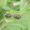 Stink Bugs