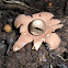 Geastrum triplex