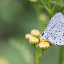 Holly Blue, Modraszek Wieszczek