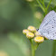 Holly Blue, Modraszek Wieszczek