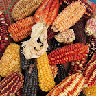 Variegated maize