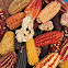 Variegated maize