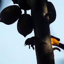 Wild Papaya