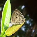 Ceraunus Blue Butterfly