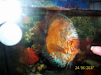 Peces Discus Turquesa Y Marlboro Probadas