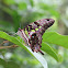 Tailed Jay