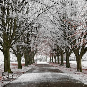 Frosty avenue by Nick Holland - City,  Street & Park  Vistas