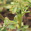 Common Crow (幻紫斑蝶)