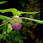 Karnburi Inpatiens