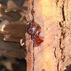 Eucalyptus gum