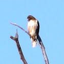 Red-tailed Hawk