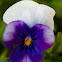 Pansy