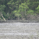 Lesser Adjutant