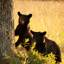 Eastern Black Bear