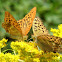 Argynnis paphia
