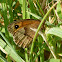 Meadow Brown