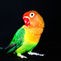 Fischer's Lovebird