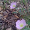 Evening Primrose