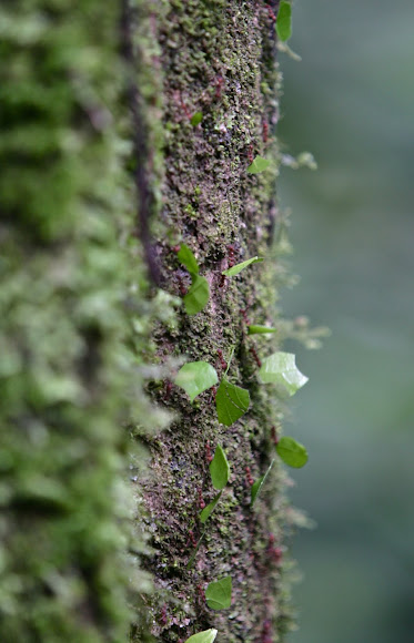 Spotting Image 1