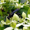 Steel-blue Cricket Hunter Wasp