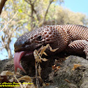 Mexican Gila Monster