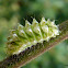 Lycaenidae caterpillar
