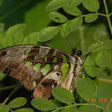 BUTTERFLY