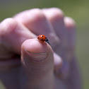 Seven-Spotted Lady Beetle