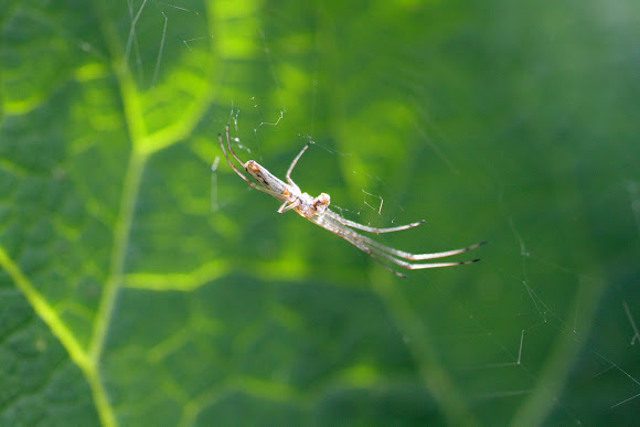 Spotting Image 1