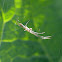 Schaduwstrekspin (Tetragnatha montana)