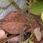 6 lined racerunner