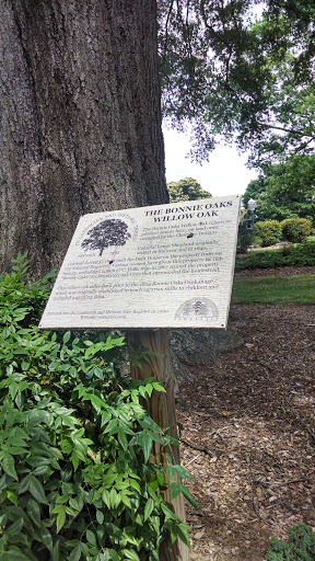 The Bonny Oaks Willow Oak