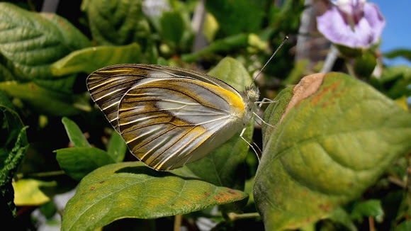 Spotting Image 1