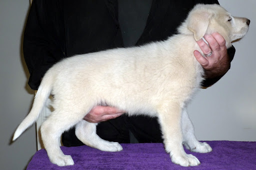 Baldr stacked 7 weeks old