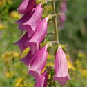Foxglove