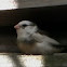 Zebra finch