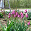 Snowgardener's Cottage garden