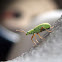 Pale Green Weevil