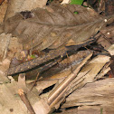 Walkingstick