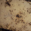 Tiny black ants